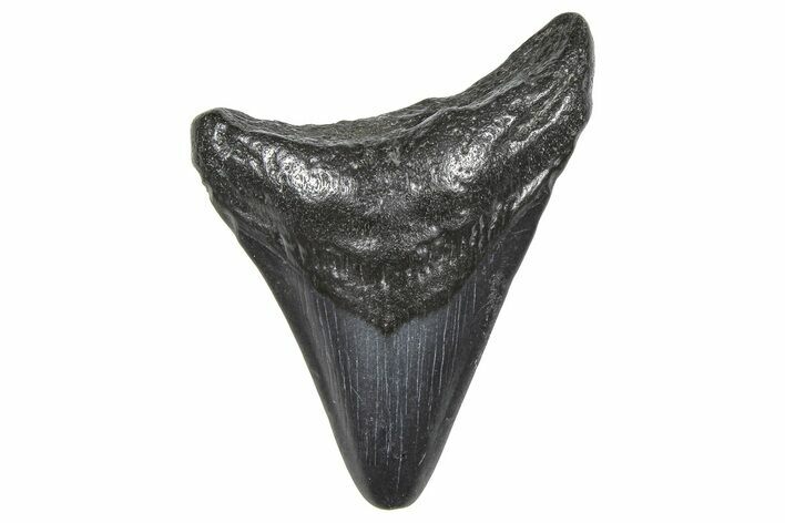 Juvenile Megalodon Tooth - South Carolina #359030
